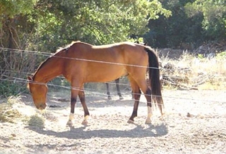  Pensión ecuestre en Cuges les Pins 